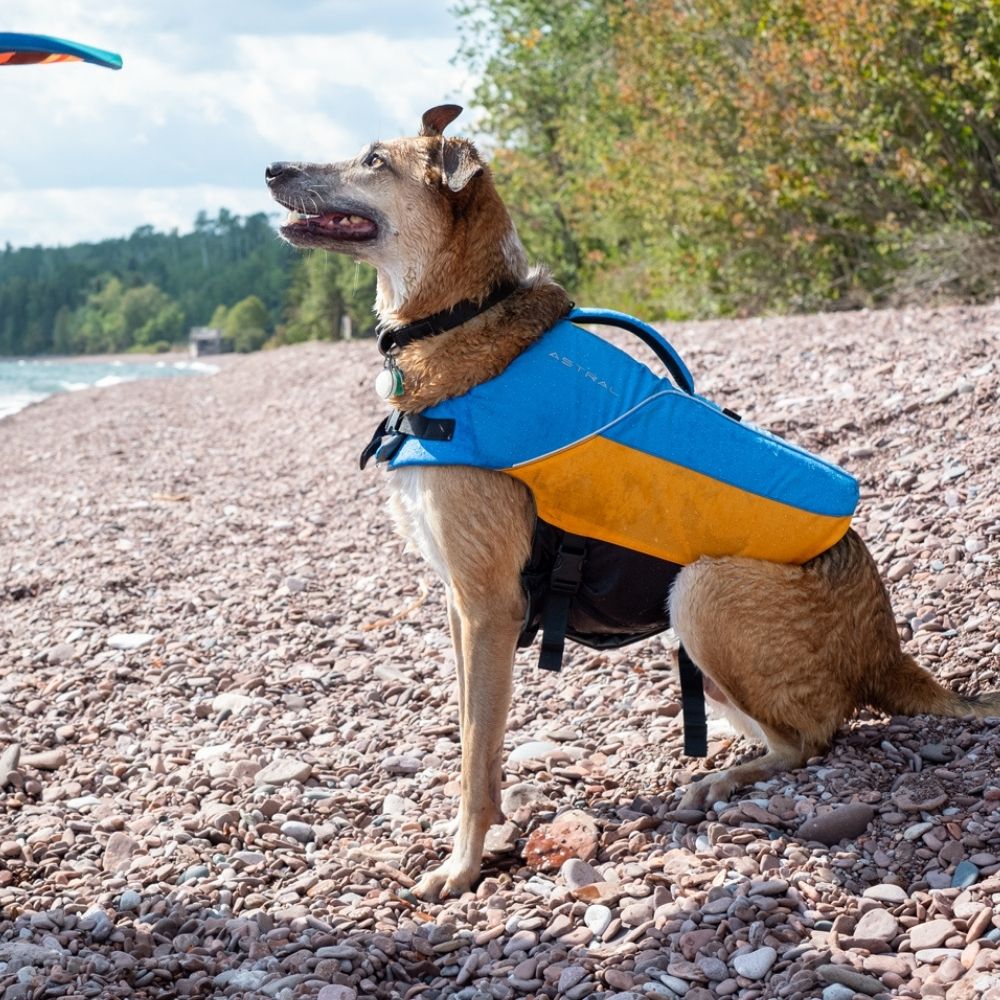 Astral Birdog Buoyancy Aid ol blue on belgian malinois