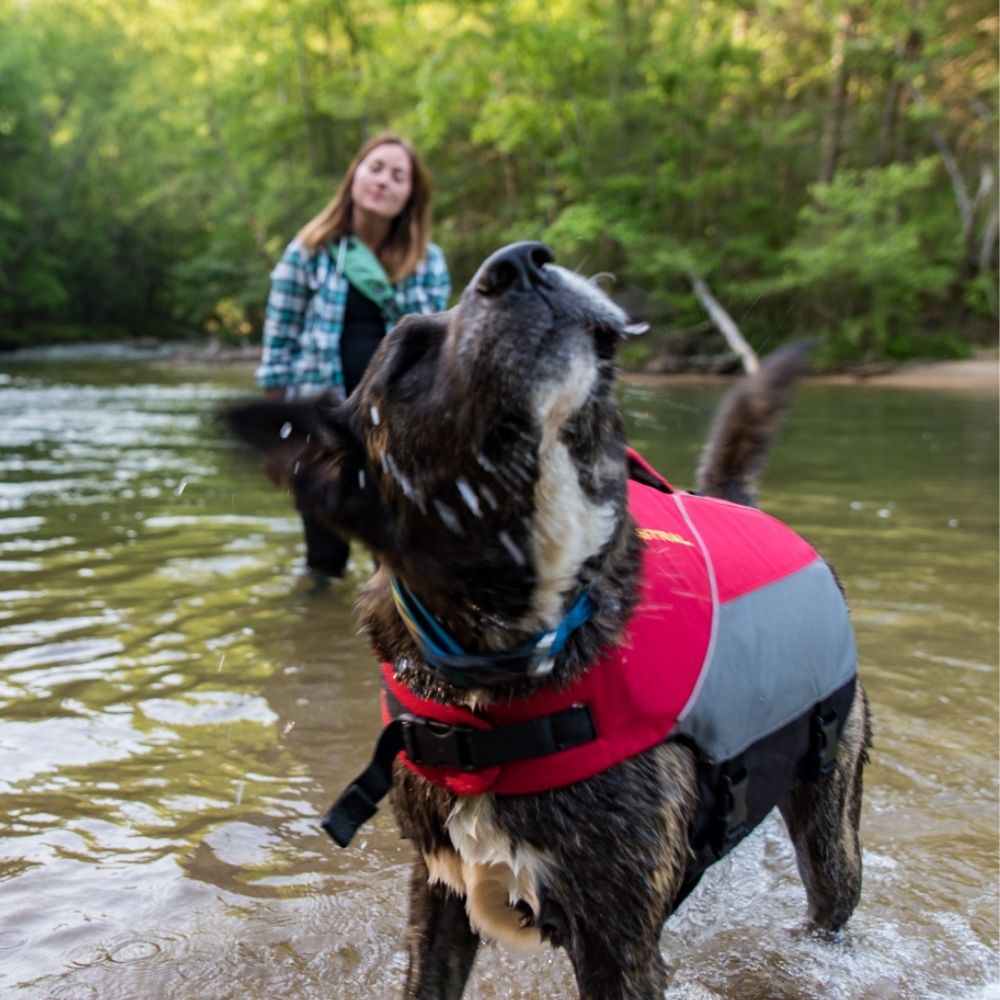 Astral Birdog Buoyancy Aid hound grey on border collie